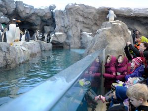 Пингвины в зоопарке Калгари фото
